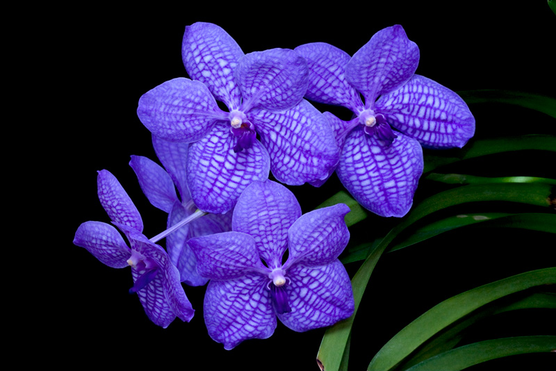 Vanda Gordon Dillon x Bangkok 'blue'