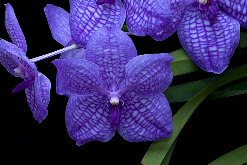 Vanda Gordon Dillon x Bangkok 'blue'