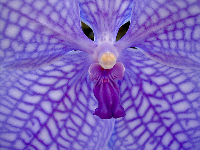 Vanda Gordon Dillon x Bangyikhan 'blue'