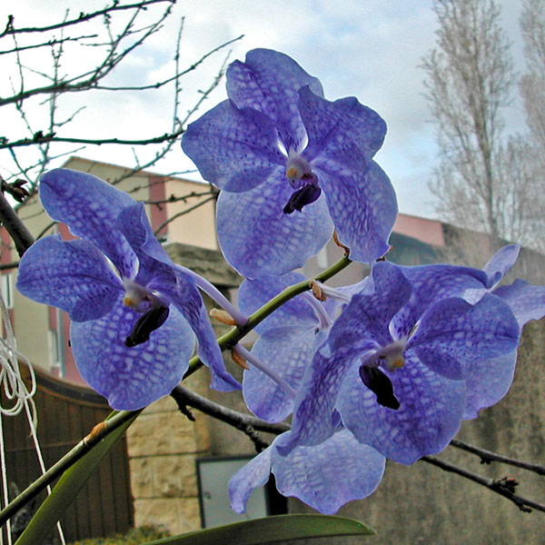 Vanda Fuch's Delight x coerulea