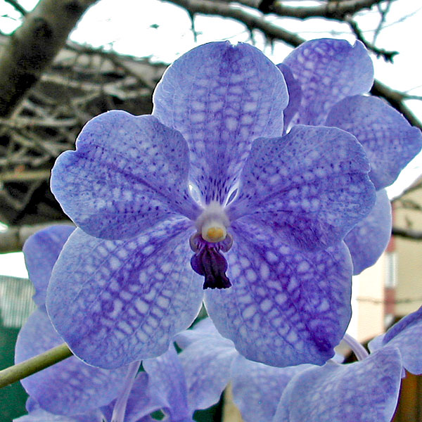 Vanda Fuch's Delight x coerulea