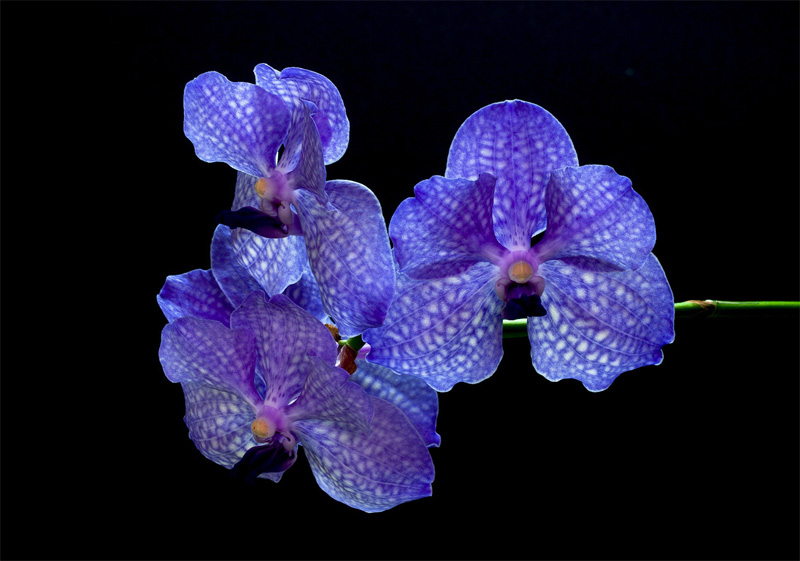 Vanda Pak Chong 'Blue'