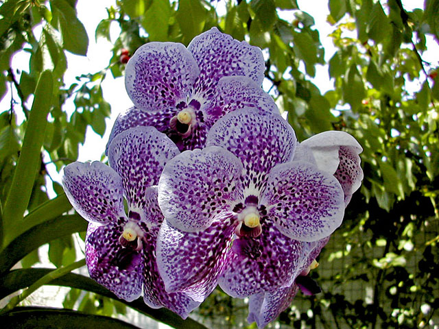 Vanda Robert's Delight 'Blue'