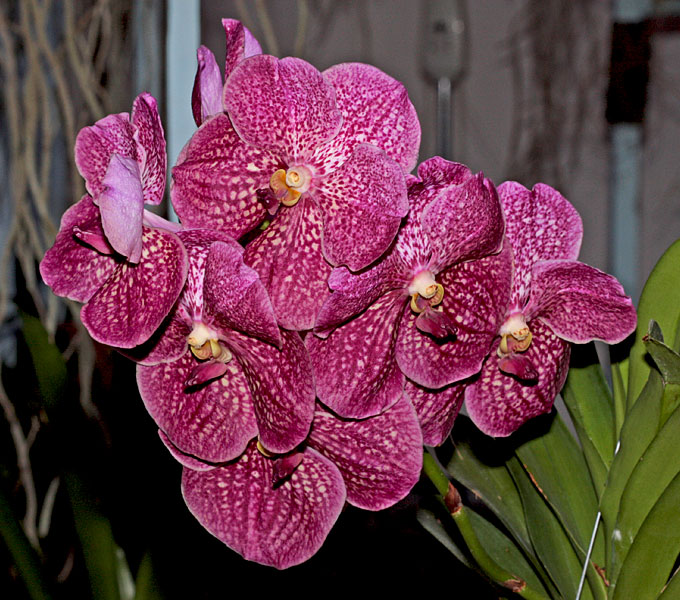 Vanda Robert's Delight 'Red' Vanda_Robert_Red1.jpg