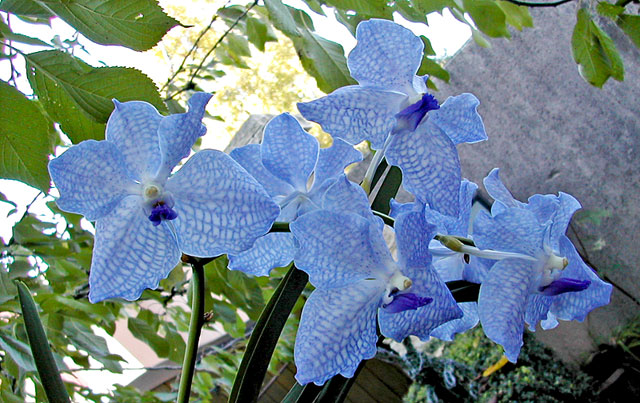 Vanda Sansai Blue x coerulea 	 	 	 