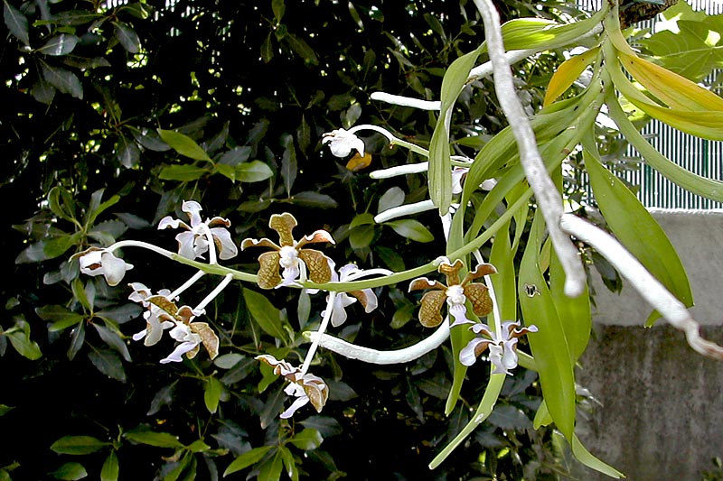 Vanda bensonii