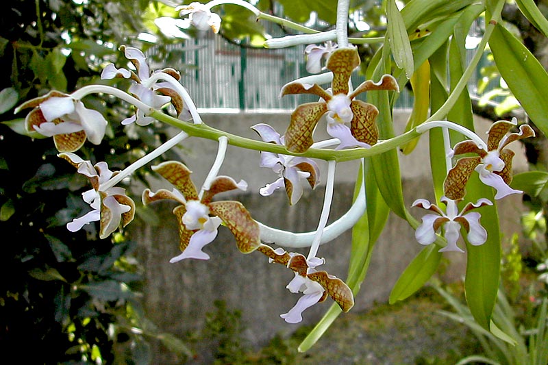 Vanda bensonii