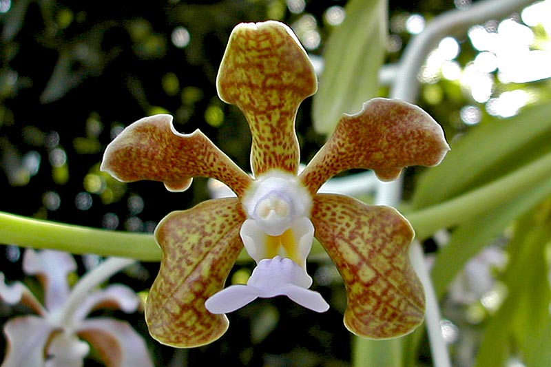 Vanda bensonii