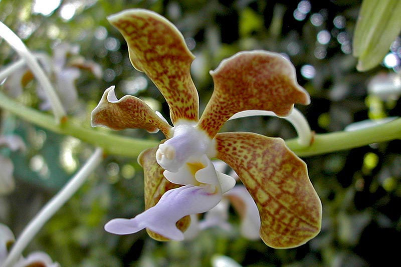 Vanda bensonii