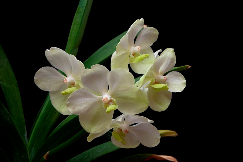Ascocenda Princess Mikasa 'White' Vanda_blanc1.jpg