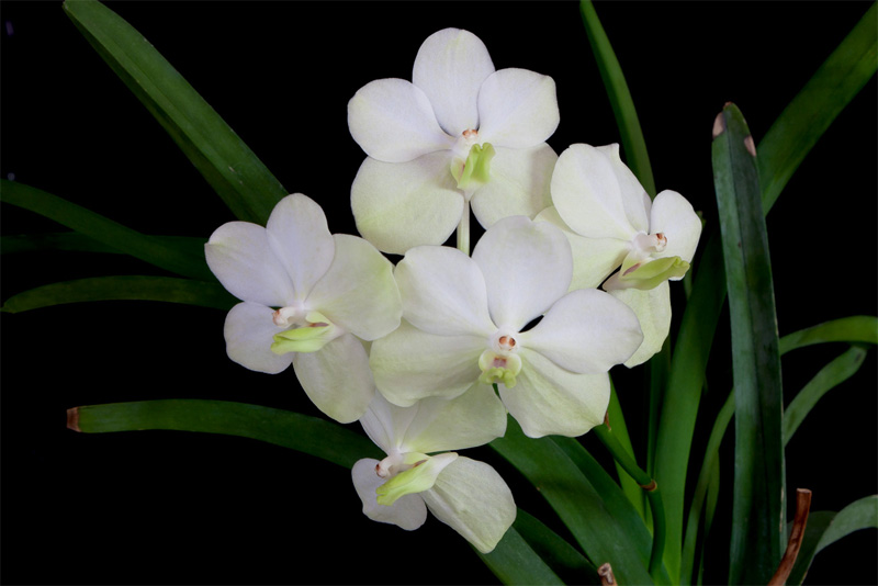 Vanda_blanc5.jpg