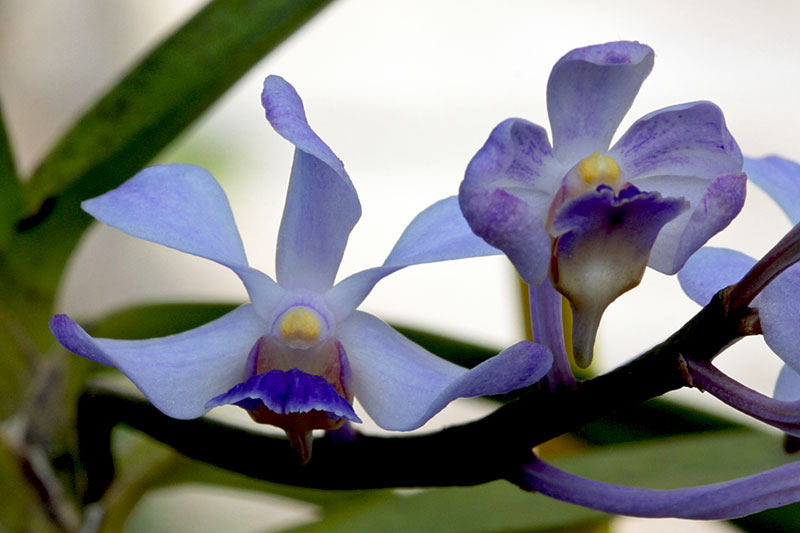 Vanda coerulescens