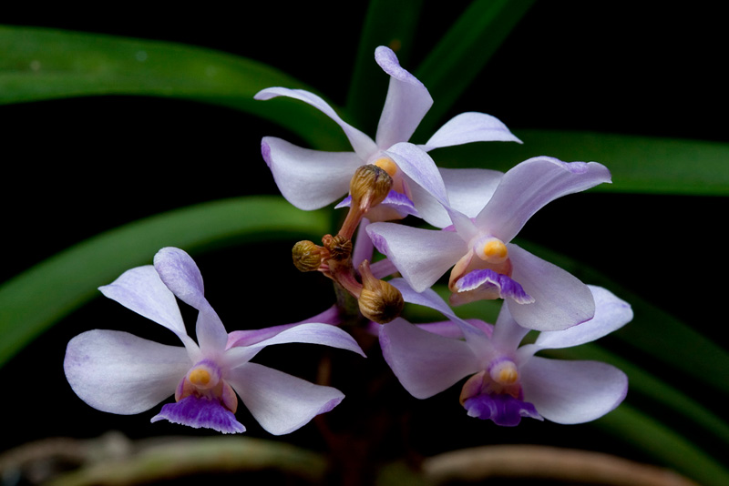 Vanda coerulescens