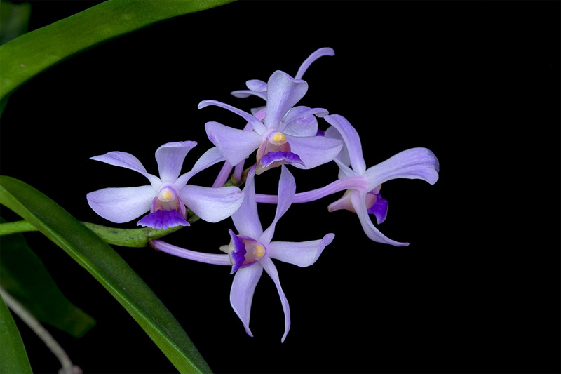 Vanda coerulescens