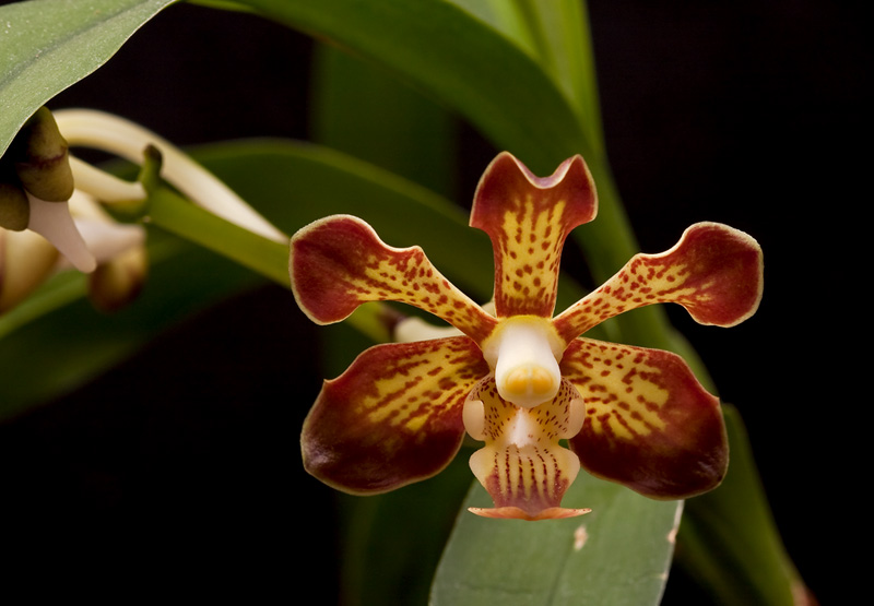 Vanda concolor