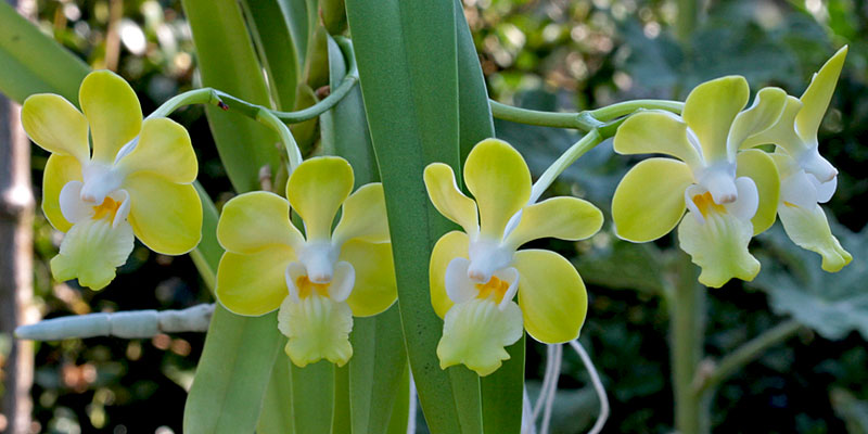 Vanda denisoniana