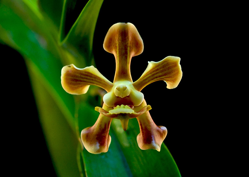 Vanda helvola