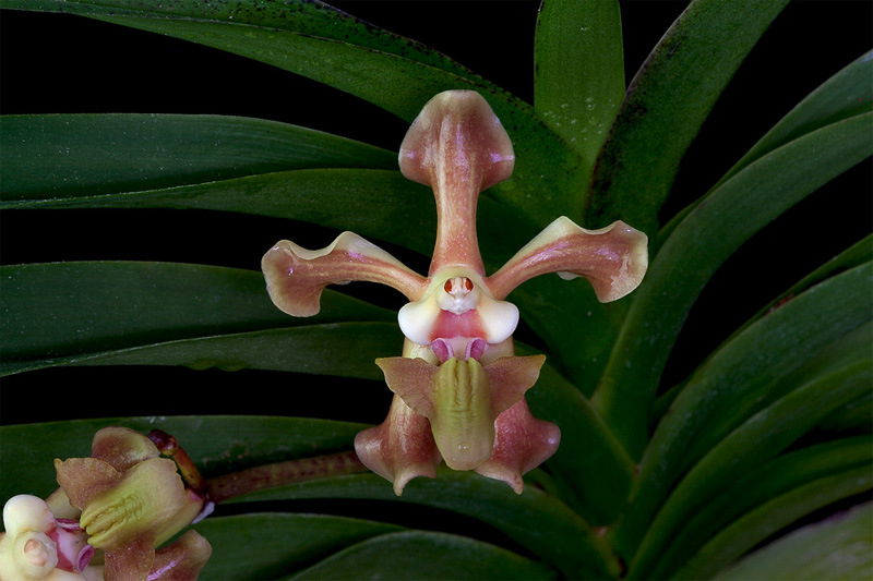 Vanda helvola