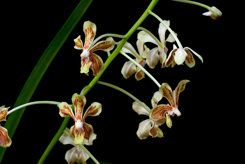 Vanda lamellata Lindl. Vanda_lamellata1.jpg