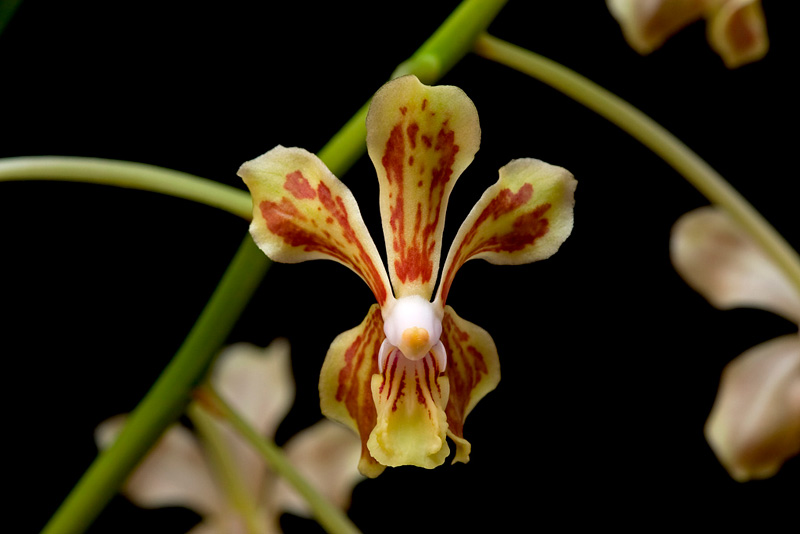 Vanda_lamellata2.jpg