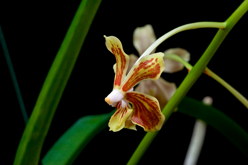 Vanda lamellata Lindl. Vanda_lamellata3.jpg