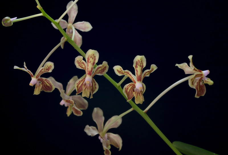 Vanda_lamellata4.jpg