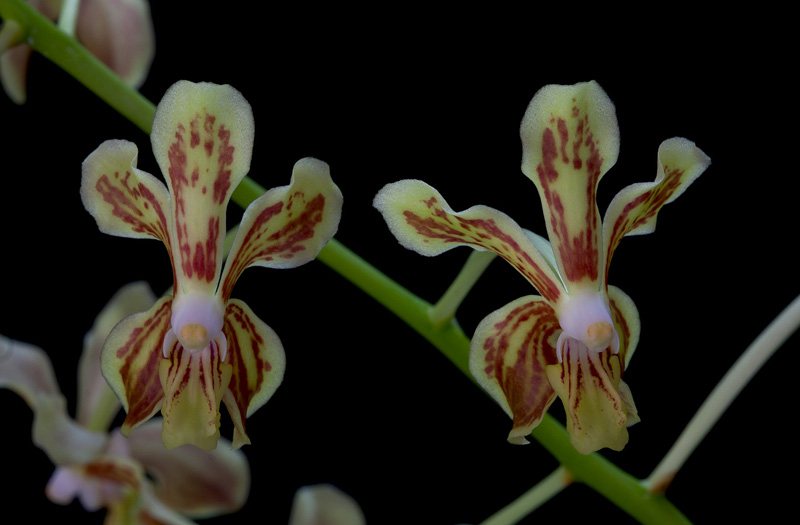 Vanda_lamellata5.jpg