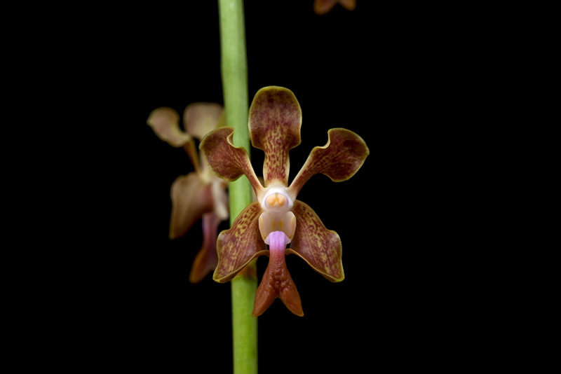 Vanda liouvillei