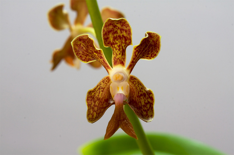 Vanda_liouvillei4.jpg