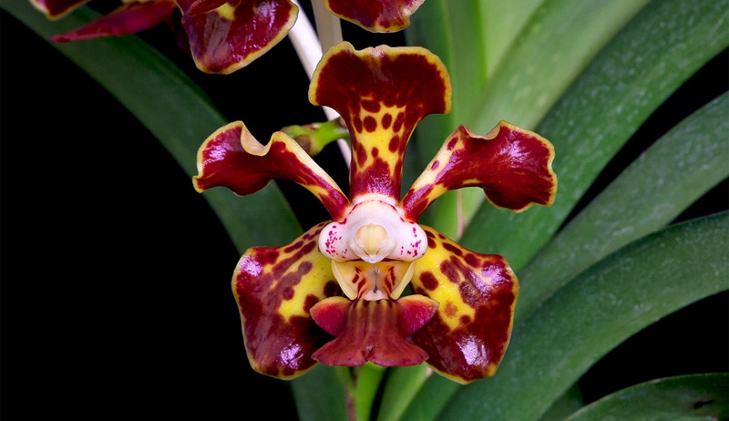 Vanda_merillii2.jpg