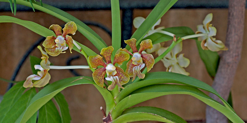 Vanda stangeana