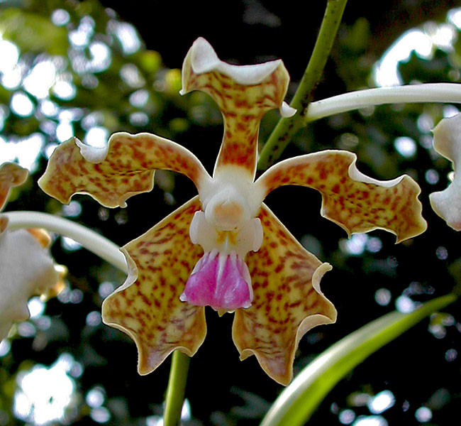 Vanda_tesselata1.jpg