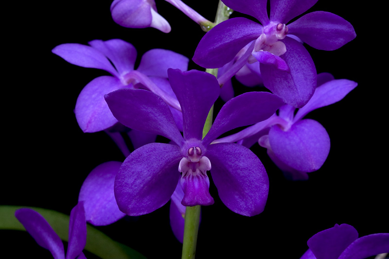 Vascostylis_Thai_Sky3.jpg