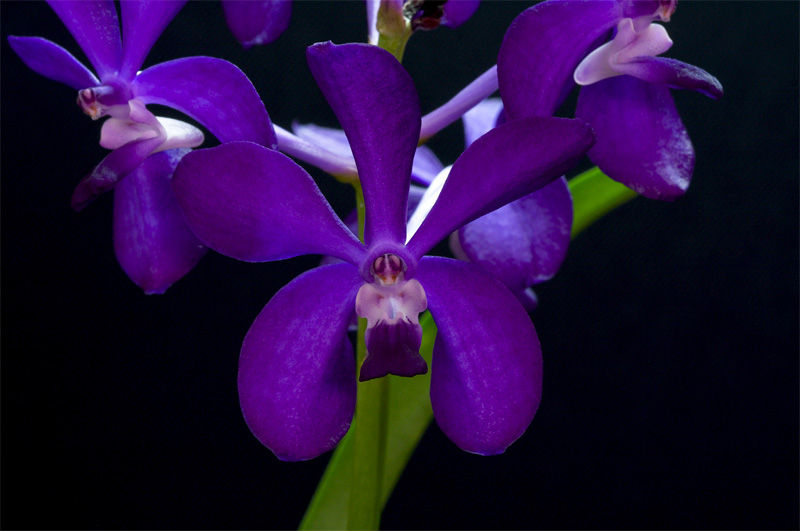 Vascostylis_Thai_Sky7.jpg