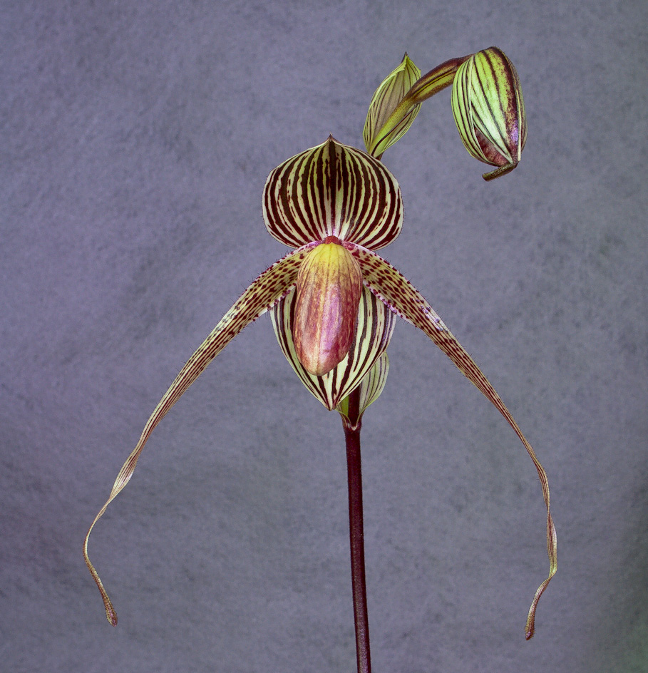 Paphiopedilum rothschildianum x St Swithin | Slippertalk Orchid Forum