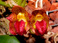Bulbophyllum leopardinum