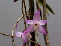 Dendrobium aduncum