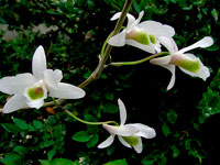 Dendrobium amoenum