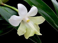 Dendrobium austrocaledonicum