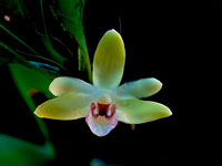 Dendrobium balzerianum