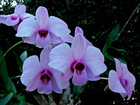 Hybride de Dendrobium bigibbum