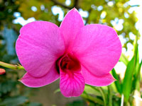 Dendrobium biggibum