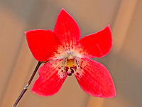 Dendrobium cinnabarinum