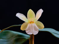 Dendrobium derryi