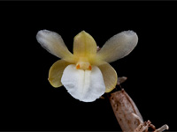 Dendrobium derryi