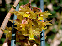Dendrobium ionopus