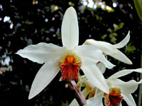 Dendrobium heterocarpum