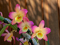 Dendrobium Oriental Smile 'Fantasy'