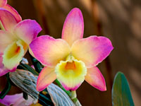 Dendrobium Oriental Smile 'Fantasy'