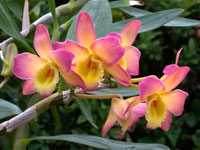 Dendrobium Oriental Smile 'Fantasy'